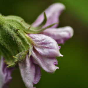 Aubergine Blossom