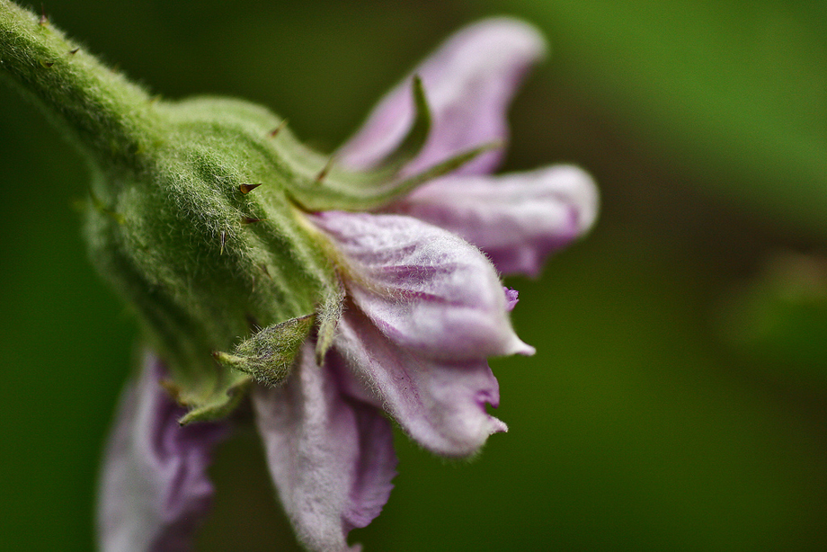 Aubergine Blossom