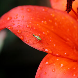 Take Me to Your Leader