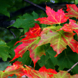 The End, at the Beginning