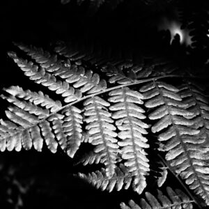 Silver Fern