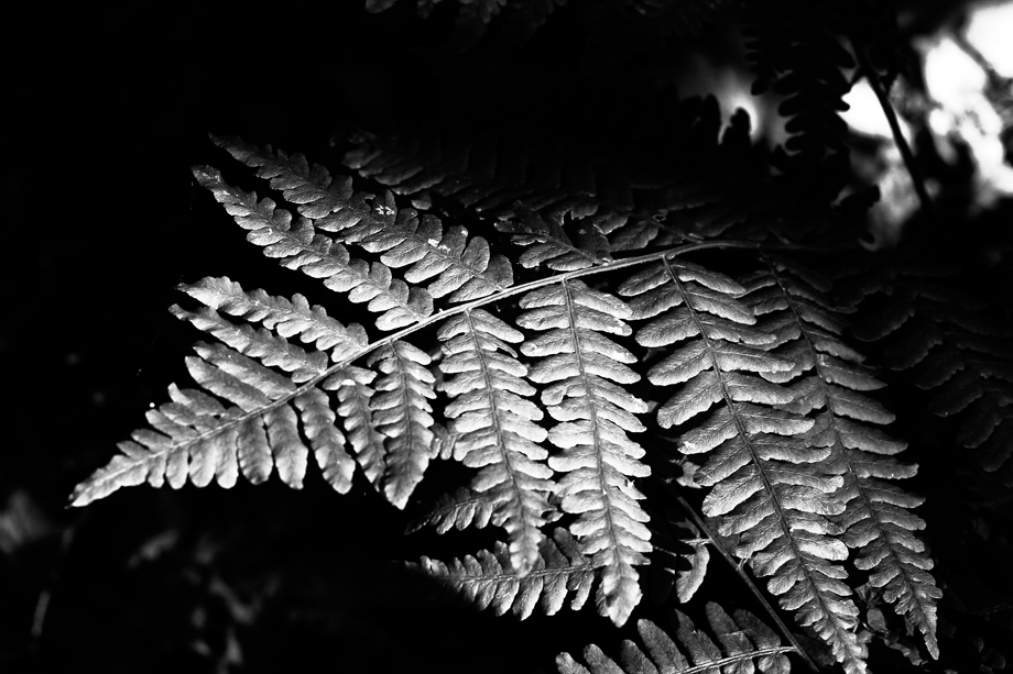 Silver Fern